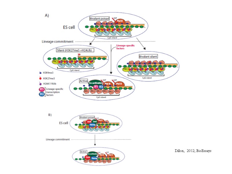 Dillon, 2012, BioEssays